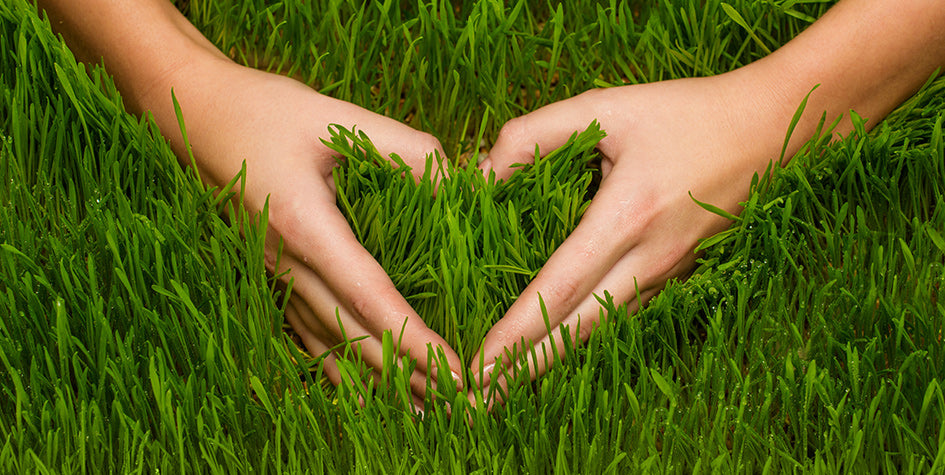 naturopatia energetica e veterinaria secondo anno